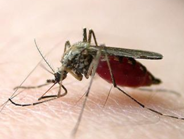 什么血型招蚊子呢
