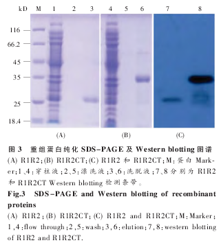 鵰״ SDS-PAGE  Western blotting ͼ