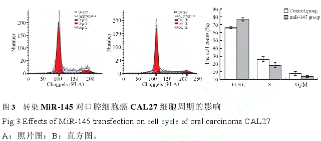 תȾ MiR-145 Կǻϸ CAL27 ϸڵӰ