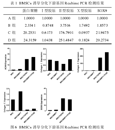 BMSCs յֻλ Realtime PCR 