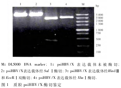  psiHBV/X øмͼ