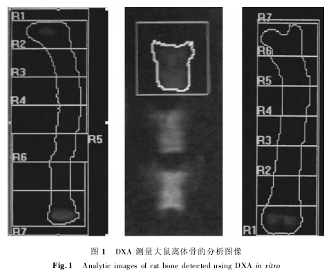 DXA ǵķͼͼ