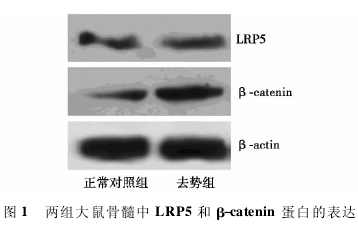  LP5  -catenin ׵ıͼ