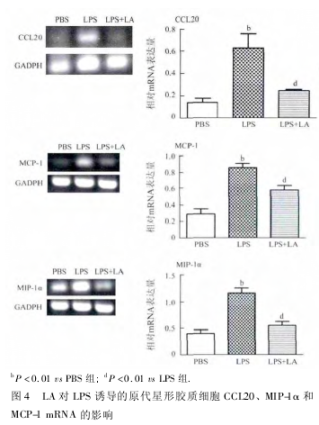  LA  LPS յԭνϸ CCL20MIP-1 MCP-1 mNA Ӱͼ