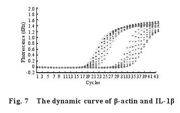 The dynamic curve of -actin and IL-1 
