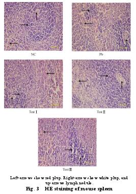 HE staining of mouse spleen 