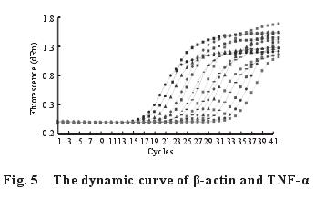 The dynamic curve of -actin and TNF-