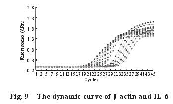  The dynamic curve of -actin and IL-6 