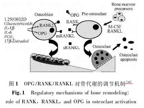 OPG/RANK/RANKLԹǴлĵڻ