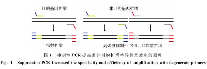   PCR ߼沢ԼЧʵԭ