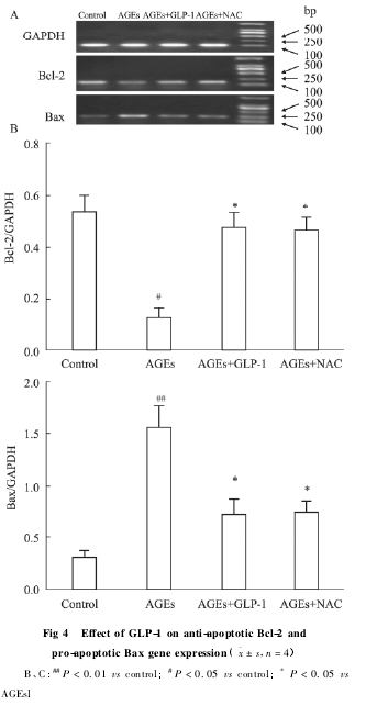 Fig 4 Effect of GLP-1 on anti-apoptotic Bcl-2 andpro-apoptotic Bax gene expression x  s,n = 4BC:##P < 0. 01 vs control;#P < 0. 05 vs control;*P < 0. 05 vsAGEsl