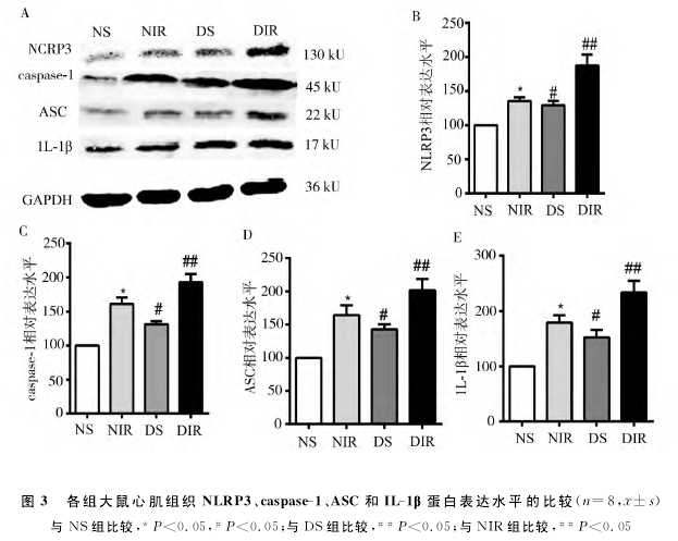 ͼ3 ļ֯NLRP3caspase-1ASCIL-1µױˮƽıȽ