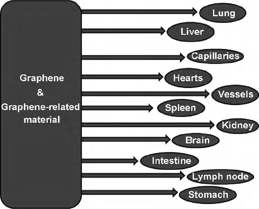 ͼ3  ʯīϩزڻ嶯еĿӦFig 3 Graphene and graphene-related materials used as probes for whole-body functional in vivo bio-imaging of live animals
