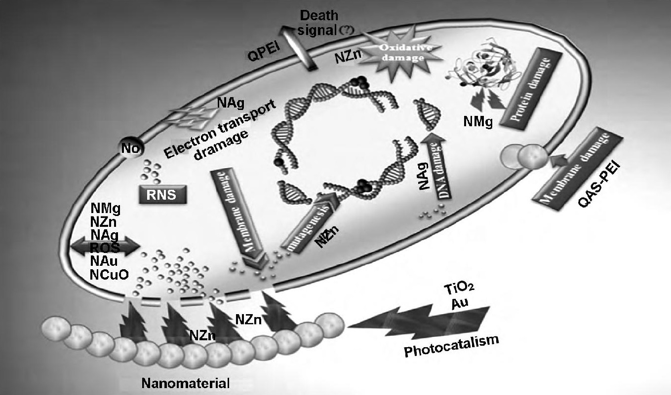 ͼ4 ײϵĸֿ[48]Fig 4Various antimicrobial mechanisms provided by nanomaterials[48]