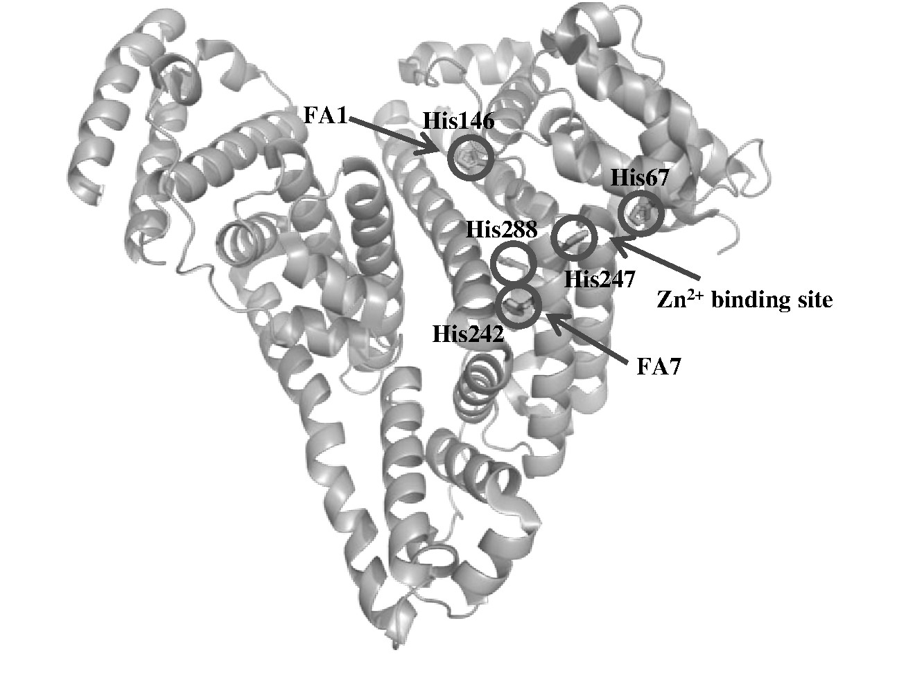 图1 白蛋白表面的5个组氨酸及相关配体作用位点 (PDB ID:1E7H) Fig.1 5 histidines on the surface of albumin and the acting sites of related ligands (PDB ID:1E7H)
