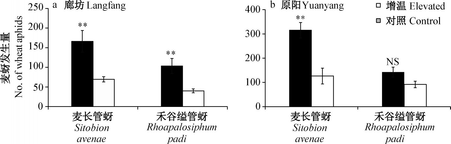 ͼ4 ¶Ըγȵȷк͵γȵԭ󳤹ͺ̹˹ʢƽӰFig.4 Effects of warming on mean no.of Sitobion avenae and Rhopalosiphum padi at Langfang and Yuanyang experimental stations