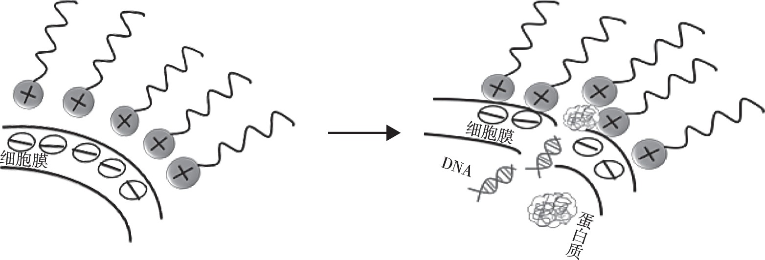 ͼ1 ӱԼ־Fig.1 Antimicrobial mechanism of cationic surfactants