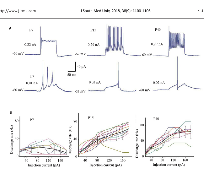 ͼ2 RGCע뷢ʵĹϵFig.2 Relationship between the injection current and the discharge rates of rat RGCs during postnatal development.A:Action potentials recorded from the RGCs at 3 different ages;B:Frequency of the action potentials