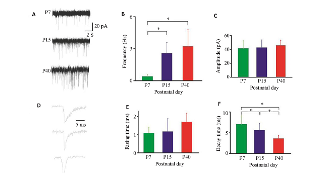 ͼ4 RGCsͻǰı仯Fig.4 Presynaptic changes of the RGCs during postnatal development.A and D:Three original chart recordings of mEPSCs of the RGCs from rats at P7, P15 and P40.The frequency (B) , amplitude (C) , rising time (E) and decay time (F) were analyzed.*P0.05 (n=3) .