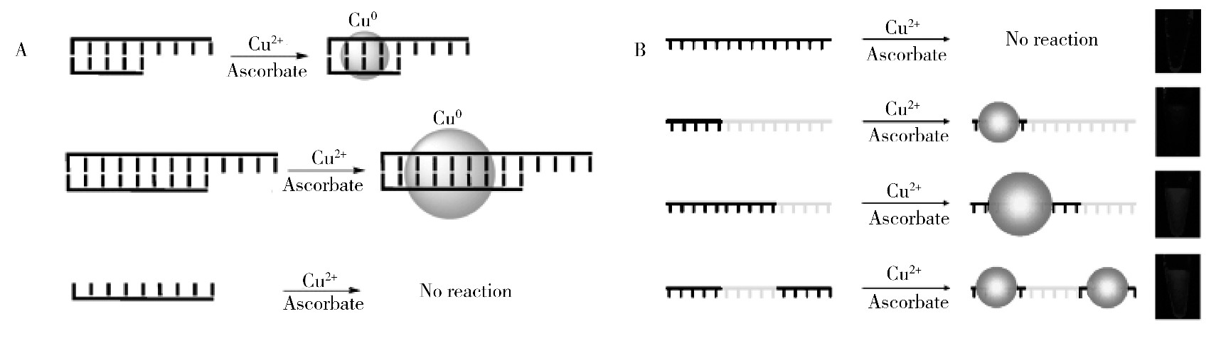 ͼ3 ˫DNA (A) [49]͵DNA (B) [50]鵼ϳӫͭ״ (Cu NCs) ʾͼFig.3 Schematic illustration of fluorescent Cu NCs templated by double-stranded DNA (A) [49]and single-stranded DNA (B) [50]
