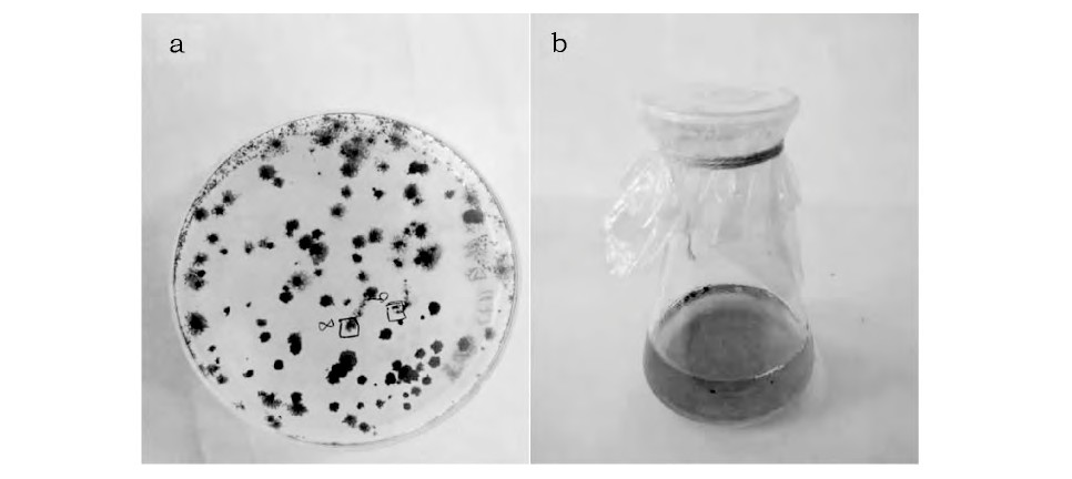 ͼ1 ˮķ (a) 嵥Һ (b) Fig.1 Separation of Spirulina water sample (a) and liq-uid culture of single Spirulinaclone (b)