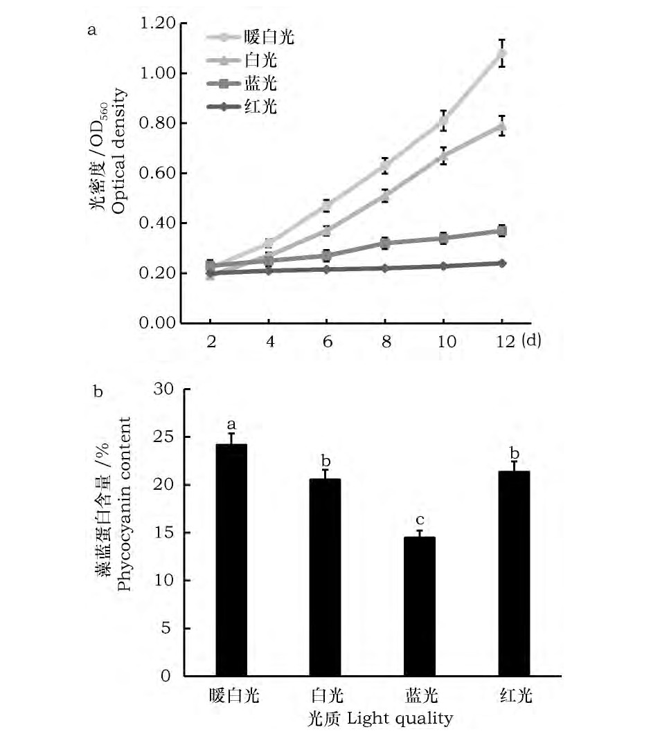ͼ3 ʶSp-SX07׻۵ӰFig.3 Effect of light quality on growth and accumulation of phycocyanin in Spirulina Sp-SX07