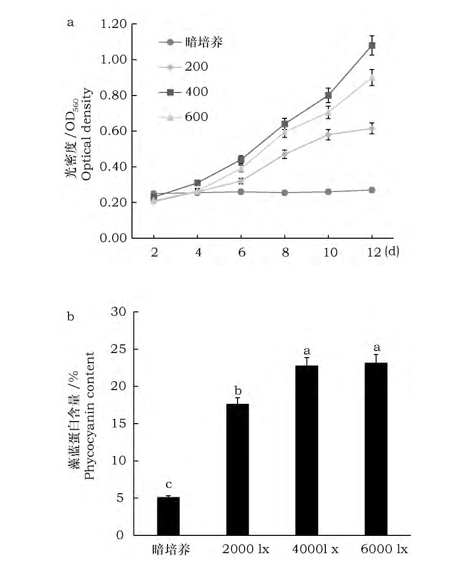 ͼ4 ǿȶSp-SX07׻۵ӰFig.4 Effects of light intensity on growth and accumula-tion of phycocyanin in Spirulina Sp-SX07