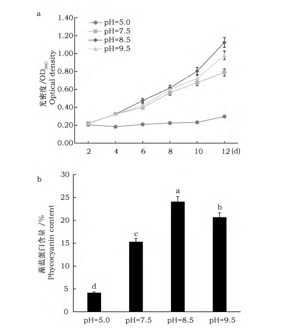ͼ5 ʼpHSp-SX07׻۵ӰFig.5 Effect of initial pH on growth and accumulation of phycocyanin in Spirulina Sp-SX07