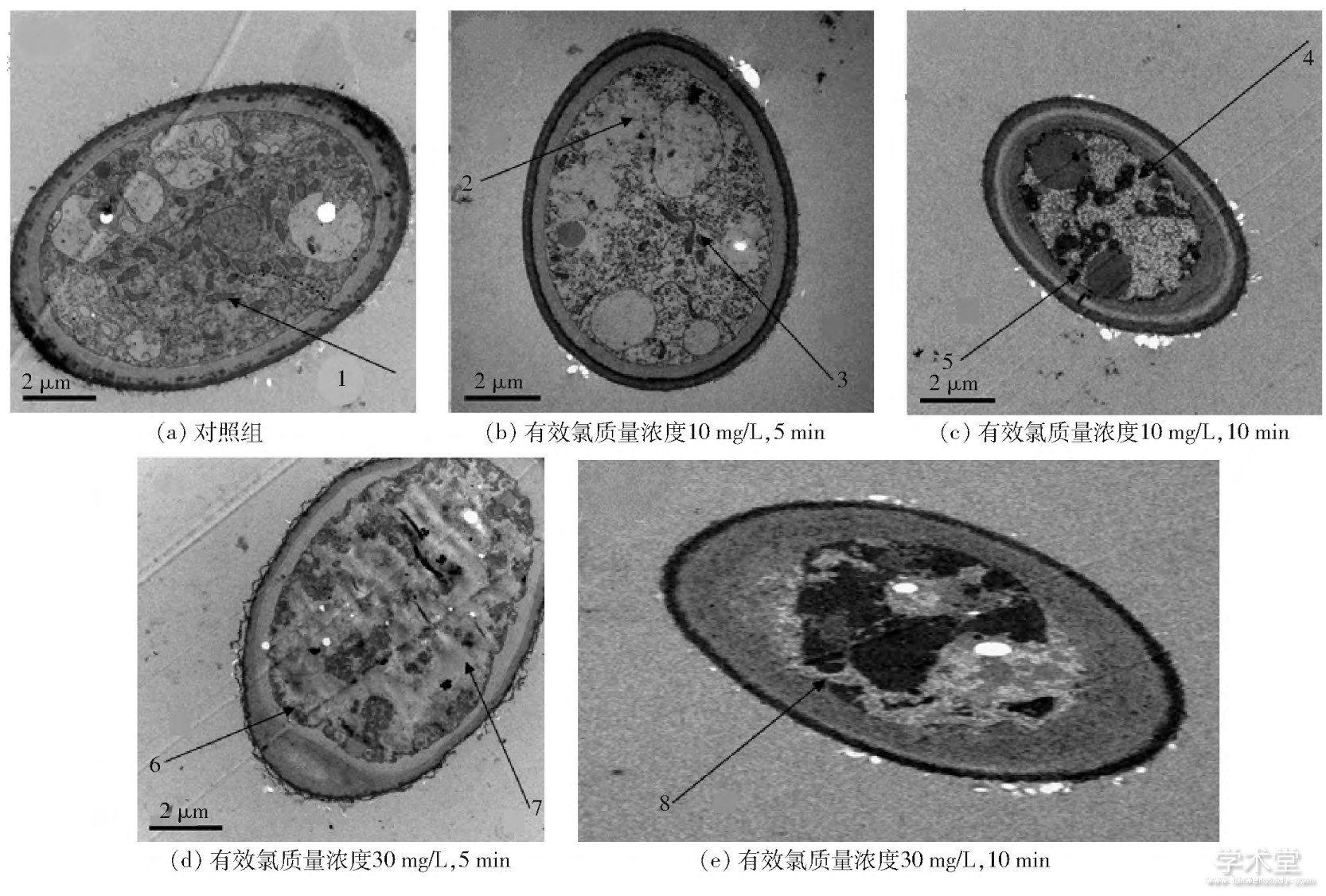 ͼ2 ΢ԵˮԻߴǰ͸羵ͼFig.2 TEM photos of Botrytis cinerea before and after slightly acidic electrolyzed water treatment