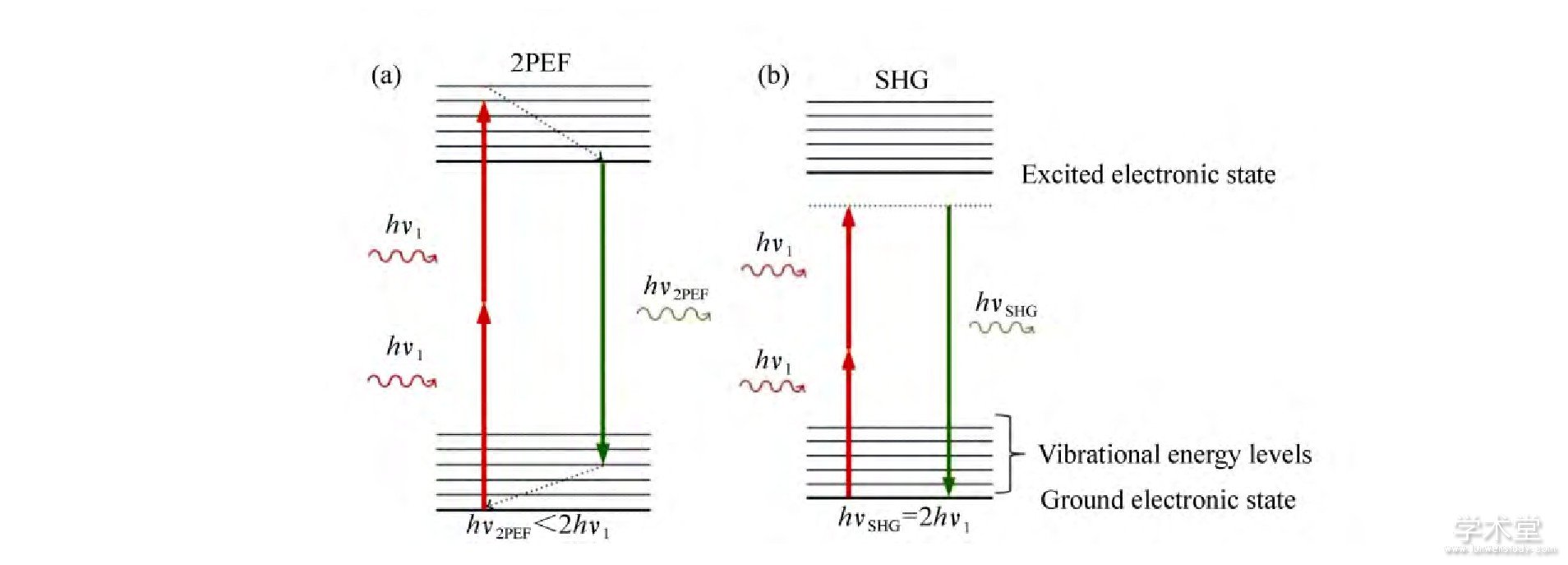 ͼ3 (a) ˫Ӽӫ (2PEF)  (b) г (SHG) Jablonskiͼ[12]Fig.3 Jablonski image of (a) two-photon excitation fluorescence (2PEF) and (b) second harmonic generation (SHG) [12]