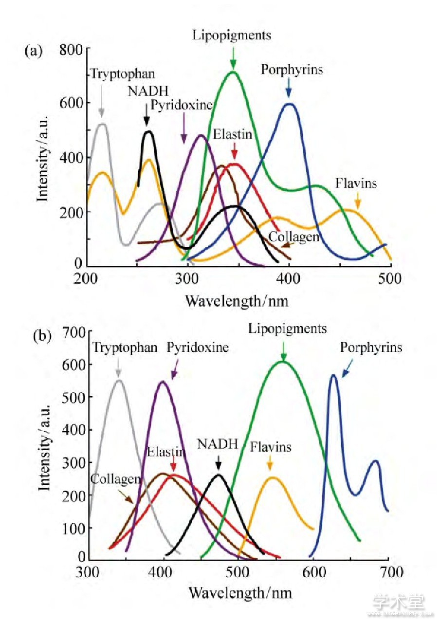 ͼ1 ҪԴӫӵ (a) ; (b) [10]Fig.1 (a) Excitation spectra; (b) emission spectra of primary endogenous fluorophores[10]