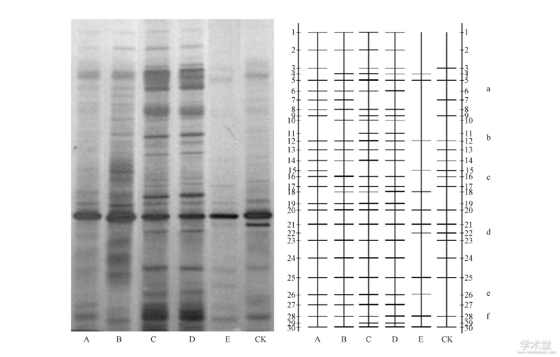 ͼ3 ʩ60d16SrDNA V3DGGEƬ () ӾȽͼ ()