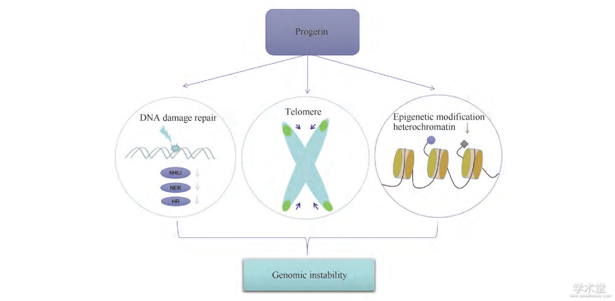 Fig.1 Genomic instability caused by progerin