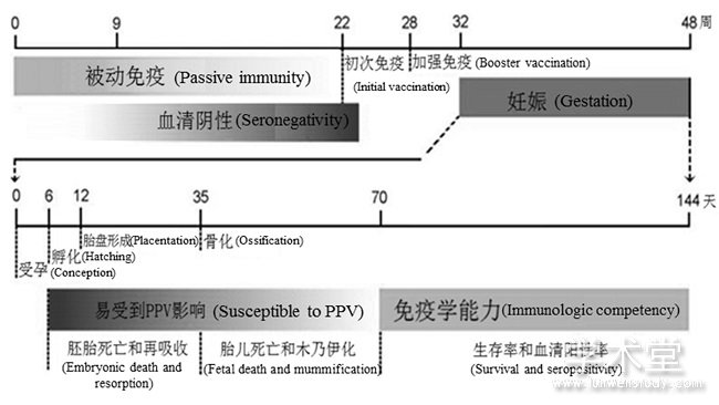 PPVȾӦҪʱ