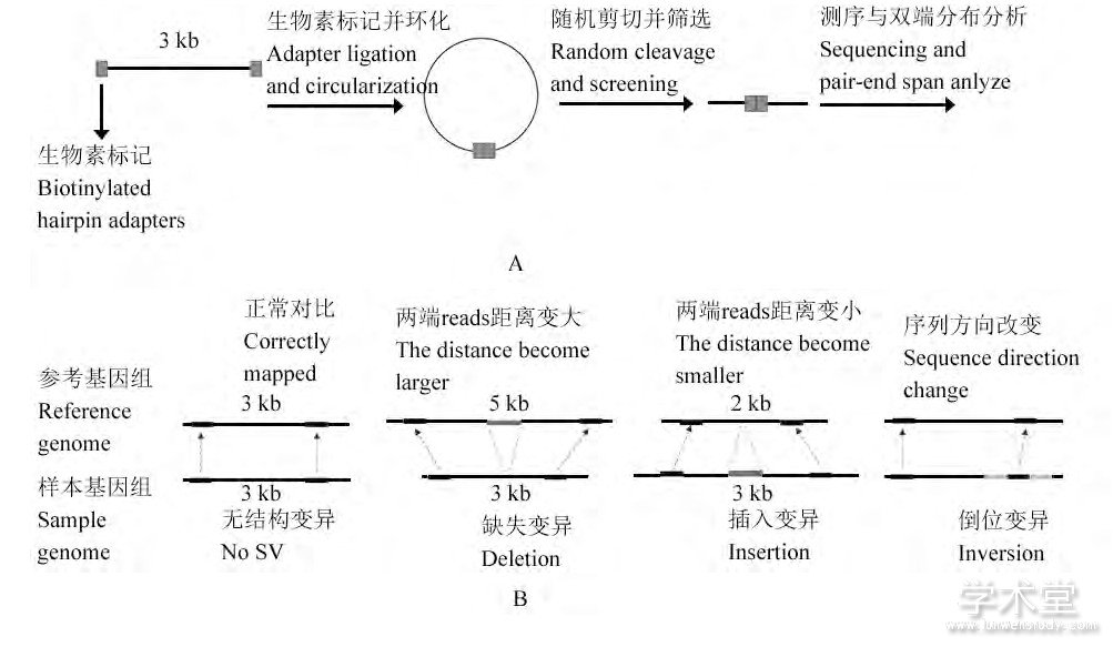 ͼ2 PEM㷨SVFigure 2 The workflow and features of PEM algorithm for SVdetection