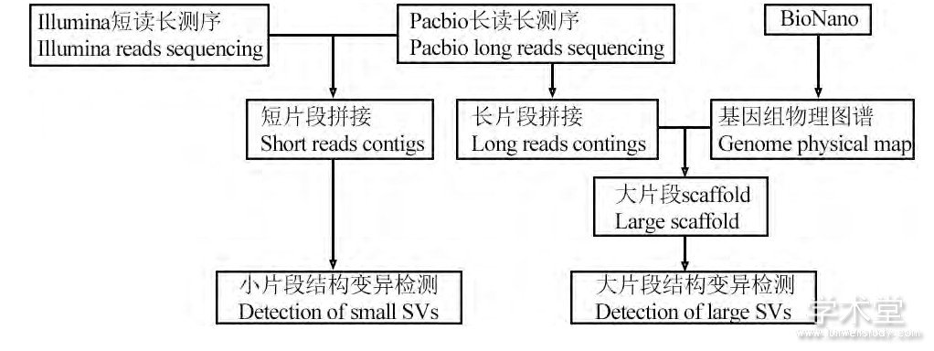 ͼ6 ںNGS, Ƭβͼ׵ĽṹⷽFigure 6 The workflow of SV detection combined NGS, long reads sequencing and physical maps
