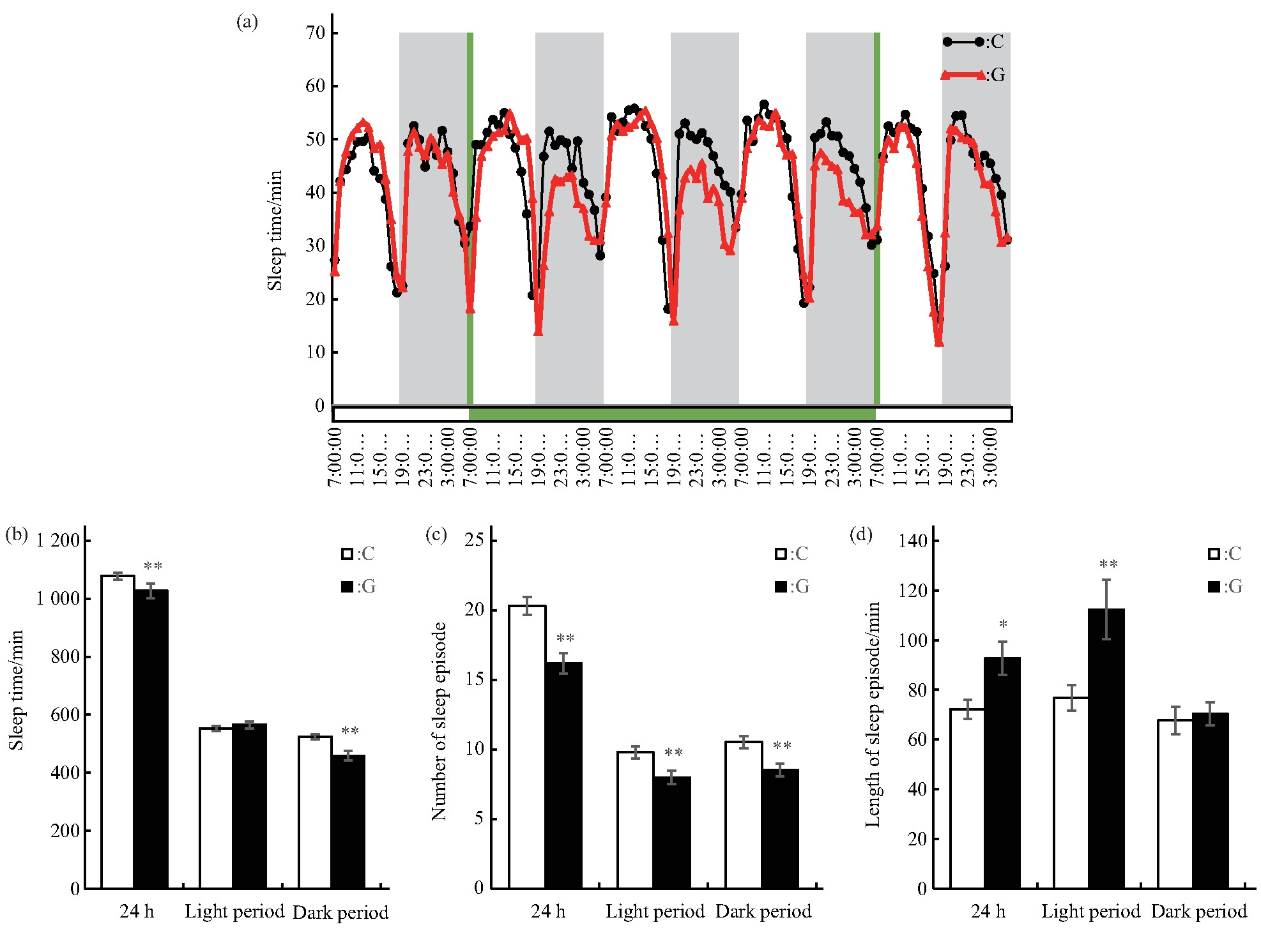 Fig.3 Effects of simulated microgravity on the sleep of Drosophila melanogaster