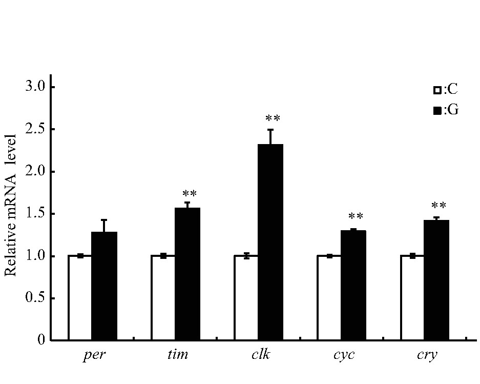 Fig.6 Effect of simulated microgravity on the relative mRNA level of selected circadian clock genes of Drosophila melanogaster