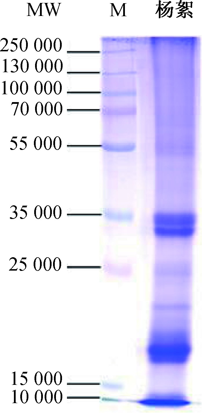 ͼ1 20 gܵ12% SDS-PAGE