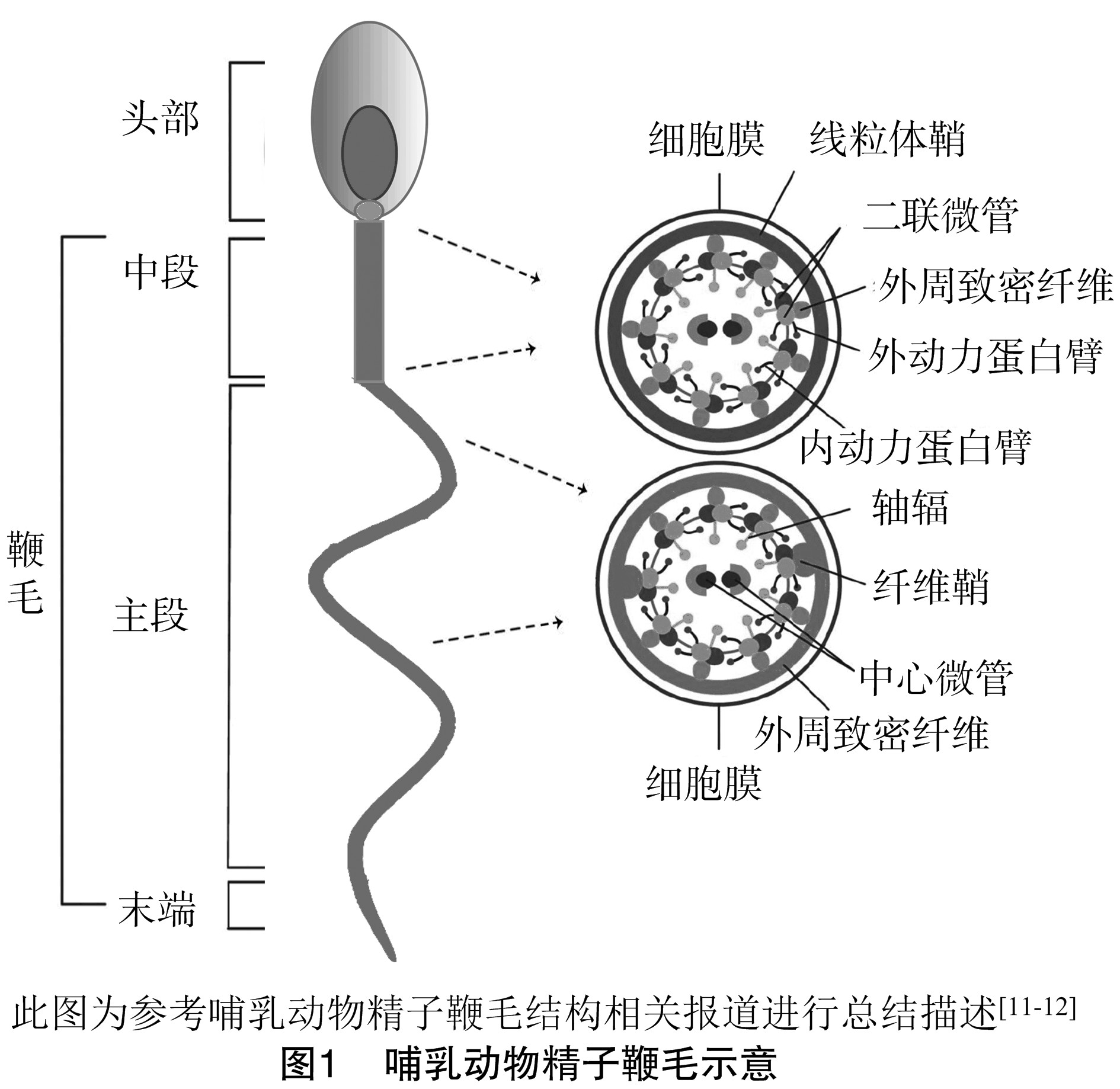 自己怎么测精子质量-有来医生