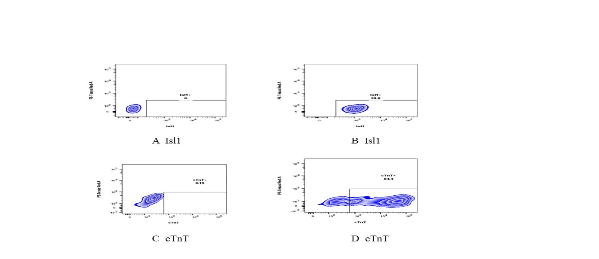 Figure 2. Expression of specific markers of cardiac progenitor cells and cardiomyocytes