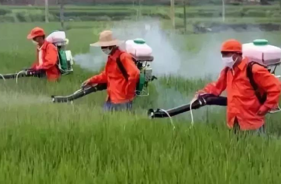 水稻生产农药减量配套技术应用研究