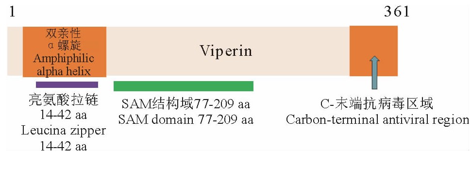 图1 Viperin蛋白结构图