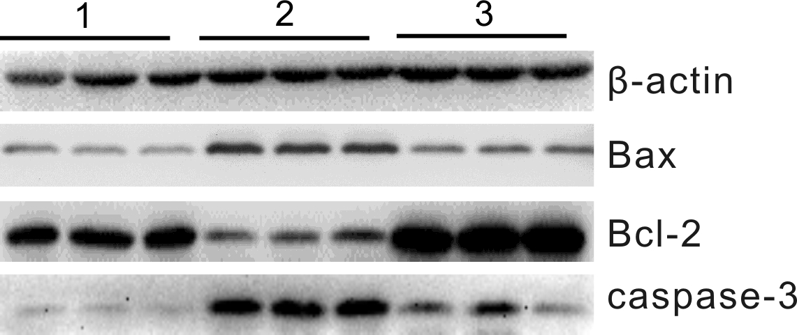 ͼ4 3С֯BaxBcl-2caspase-3ױWestern blotͼ