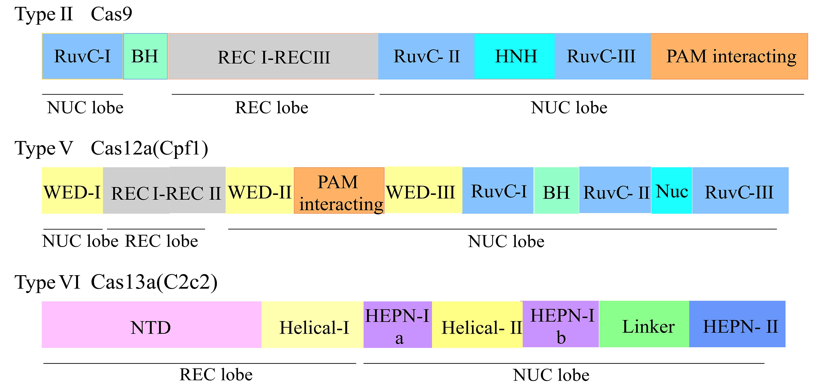 ͼ2 Cas9Cas12aCas13aĽṹʾͼ