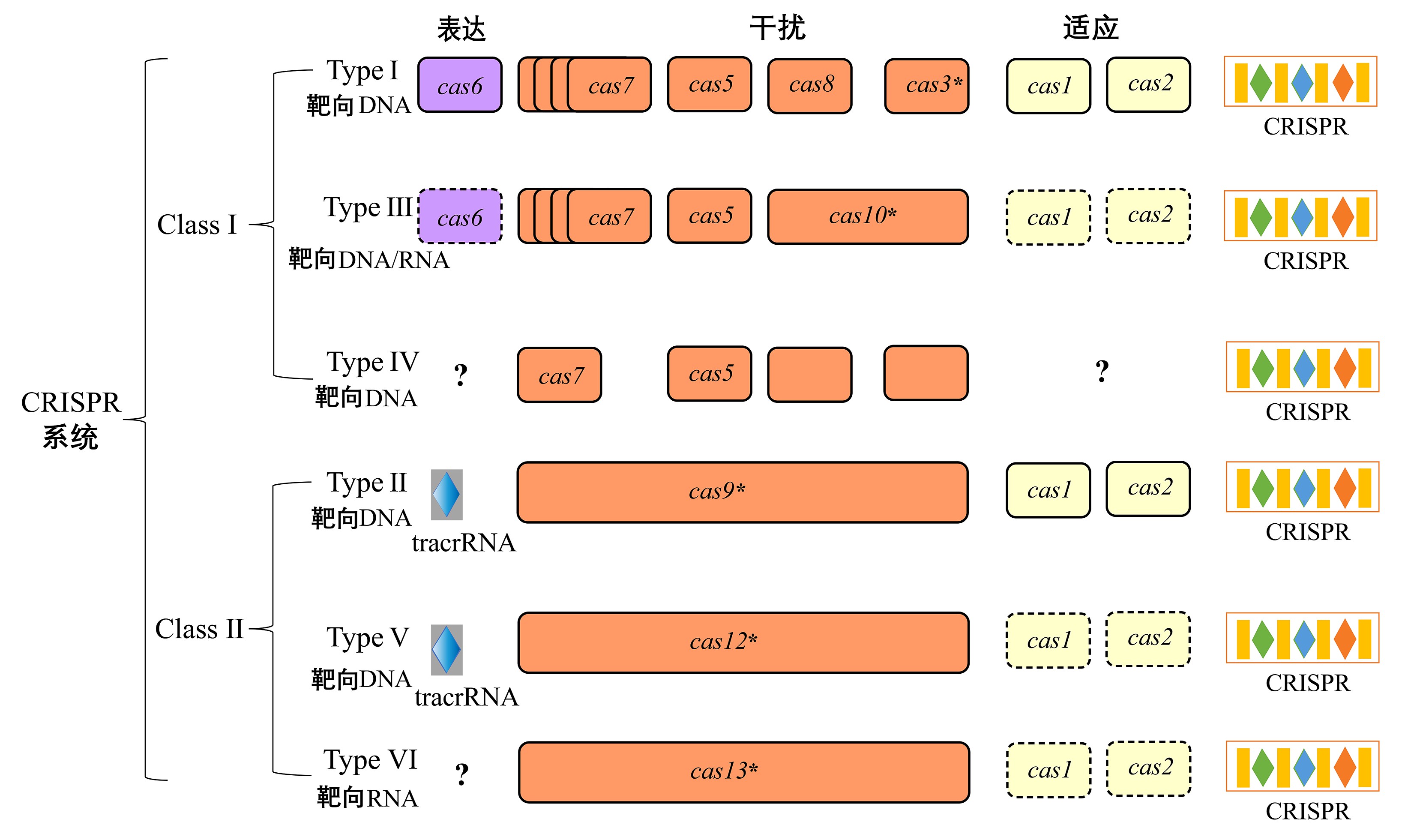 ͼ1 CRISPR-Casϵͳ