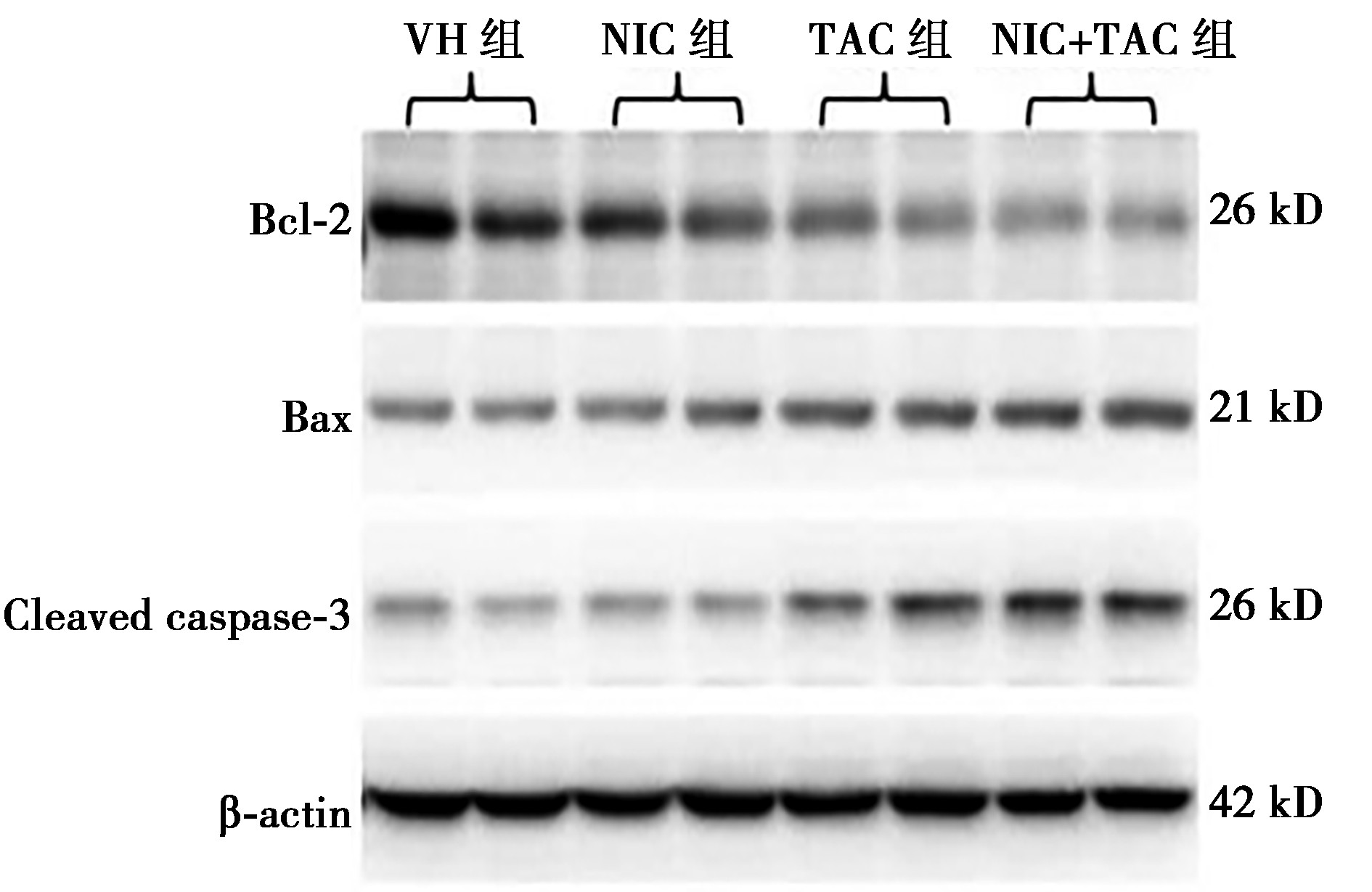 ͼ7 ֯Bcl-2BaxCleaved caspase-3ı